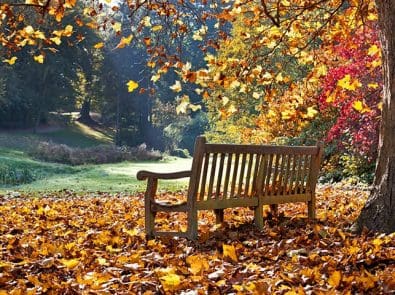 a park bench on a leaf covered lawn